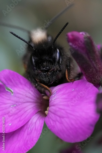 фотографія Closeup on a copulation male and female European horned orchard mason bee, Osmia