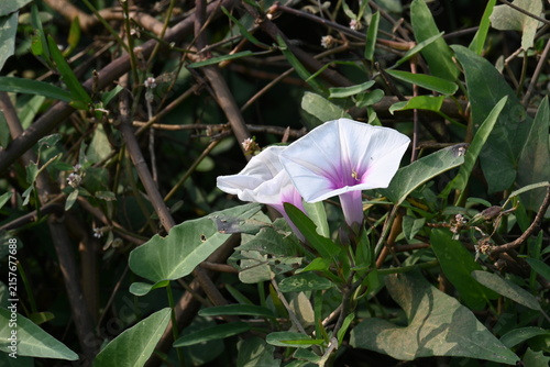 Ipomoea aquatica plants with flowers. Its common name is water spinach and kangkung. It is a semi-aquatic, tropical plant grown as a vegetable for its tender shoots. 