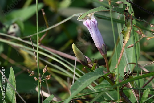 Ipomoea aquatica plants with flowers. Its common name is water spinach and kangkung. It is a semi-aquatic, tropical plant grown as a vegetable for its tender shoots. 