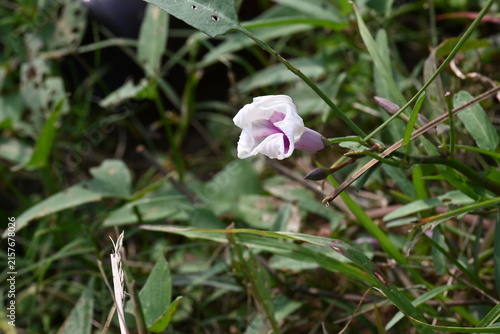 Ipomoea aquatica plants with flowers. Its common name is water spinach and kangkung. It is a semi-aquatic, tropical plant grown as a vegetable for its tender shoots. 