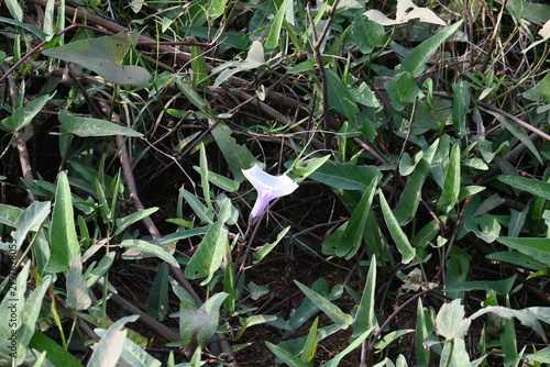 Ipomoea aquatica plants with flowers. Its common name is water spinach and kangkung. It is a semi-aquatic, tropical plant grown as a vegetable for its tender shoots. 