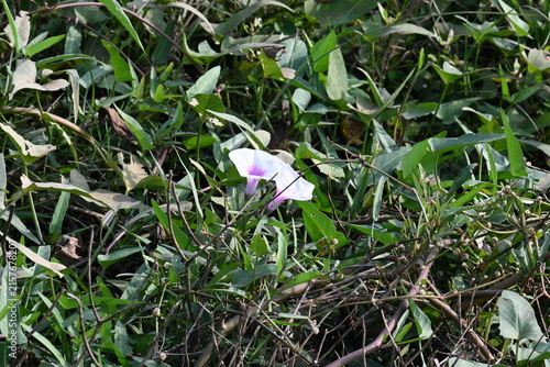 Ipomoea aquatica plants with flowers. Its common name is water spinach and kangkung. It is a semi-aquatic, tropical plant grown as a vegetable for its tender shoots. 