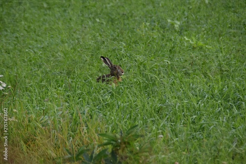 A brown hare in a grassy field.