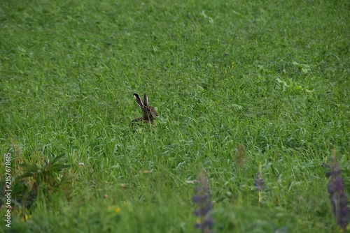 A brown hare in a grassy field.