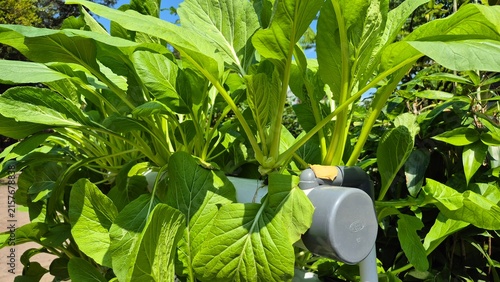 Quadro su tela Fresh hydroponic pak choy leaves growing in modern agricultural system