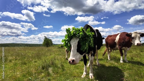 Brown and black cows feeding in a grassy rural meadow on a sunny day. Natural livestock pasture in an open field.