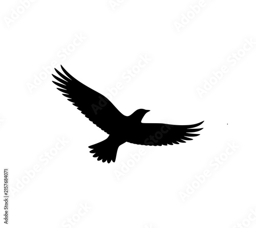 Fotografie A black silhouette of a bird in flight against a white background