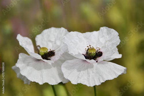 Pretty white poppies in summer.
