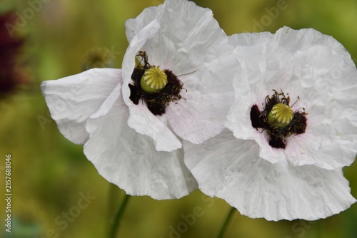 Pretty white poppies in summer.