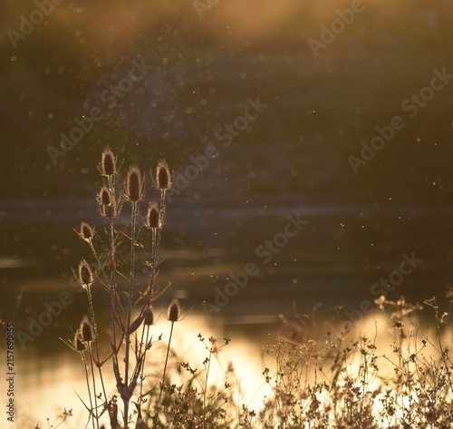 Mayflies at the Lake