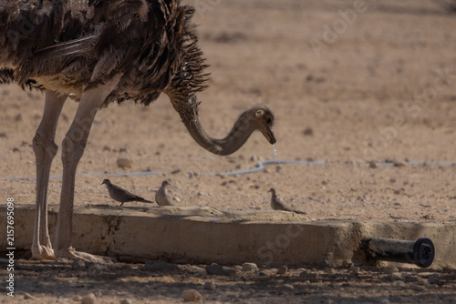Fotografie Common ostrich (Struthio camelus) drinking water in a desert environment near Eilat, Israel, with water droplets falling from its beak