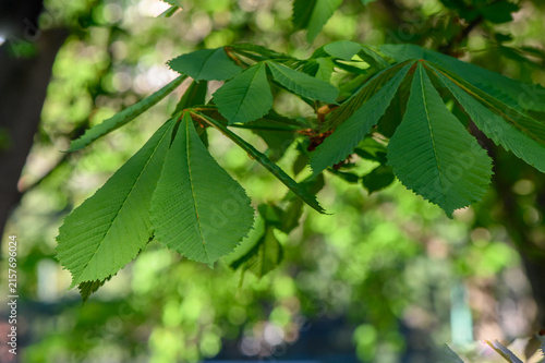 Obraz na płótnie Horse Chestnut Leaf Texture Palmately Compound with Serrated Leaflets