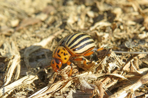 Colorado potato beetle (Leptinotarsa decemlineata)