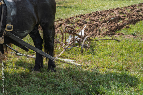 Black Draft Horse with Antique Plow at Ploughing Championship
