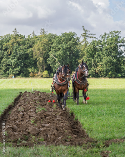 Two Draft Horses Pulling a Vintage Plow