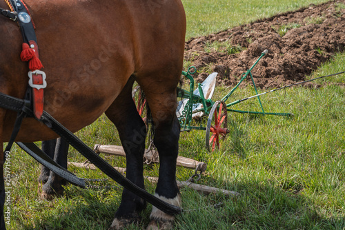 Draft Horse Tail with Decorative Straps Beside Horse-Drawn Plow