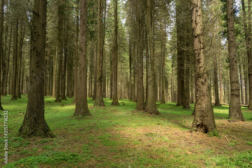 Tranquil Cypress Forest Interior in the Basque Country, Spain