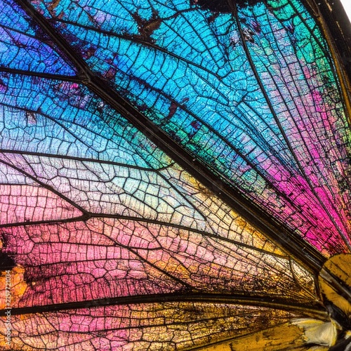 Macro View of a Vibrant Butterfly Wing with Intricate Veins and Rainbow Colors.