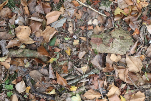 Autumn Woodland Floor with Fallen Leaves Bark and Twigs Natural Background