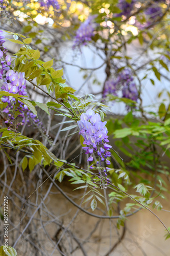 Obraz na plátně Wisteria genus of high woody climbing plants Fabaceae family known for large fra