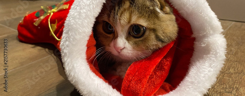 tabby cat in santa hat, gazing, wooden floor, concept of pet shops, christmas, banner