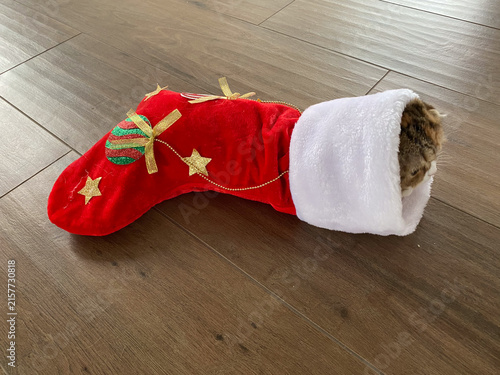 cat peeking from christmas stocking on wooden floor concept of holiday sales, pet shops, banner