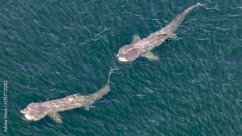 Aerial view of basking sharks in Donegal Bay - Ireland