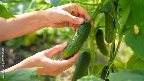Hands harvesting fresh green cucumber in a home garden vegetable patch