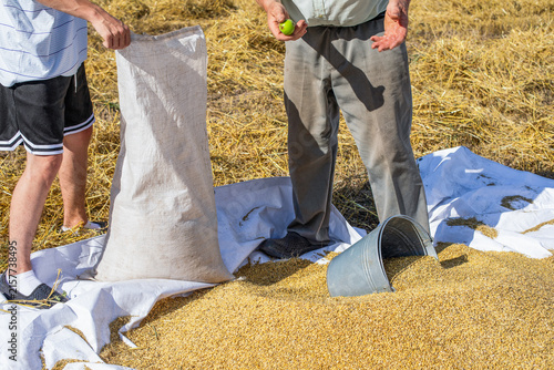 Quadro su tela Farmers harvesting grain crop by hand into bags on agricultural field