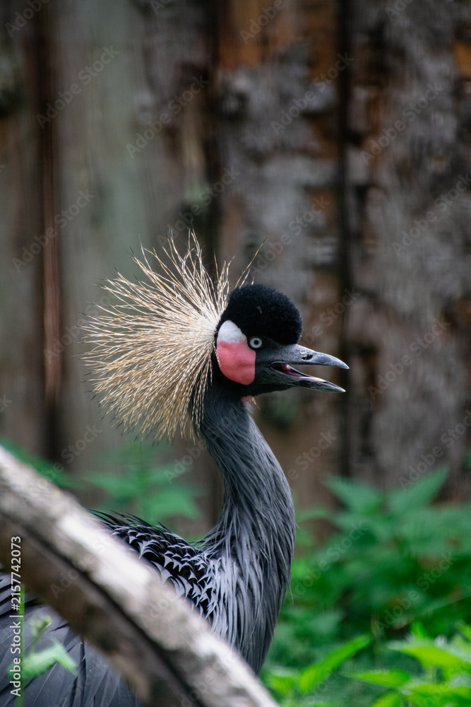 Naklejka premium Portrait of a Crowned Cranes