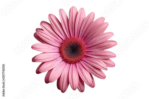 Pink daisy flower with deep red center