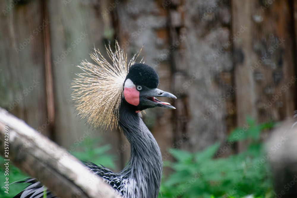 Naklejka premium Portrait of a Crowned Cranes
