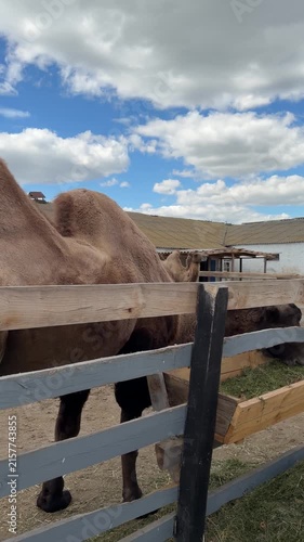 Bactrian camel with two humps standing inside an outdoor animal enclosure. Large brown camel near a wooden shelter and fence under a blue sky.