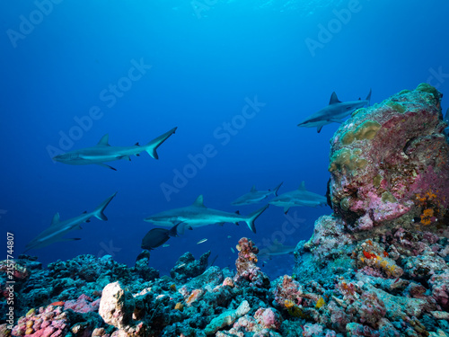 Sharks swimming above a coral reef