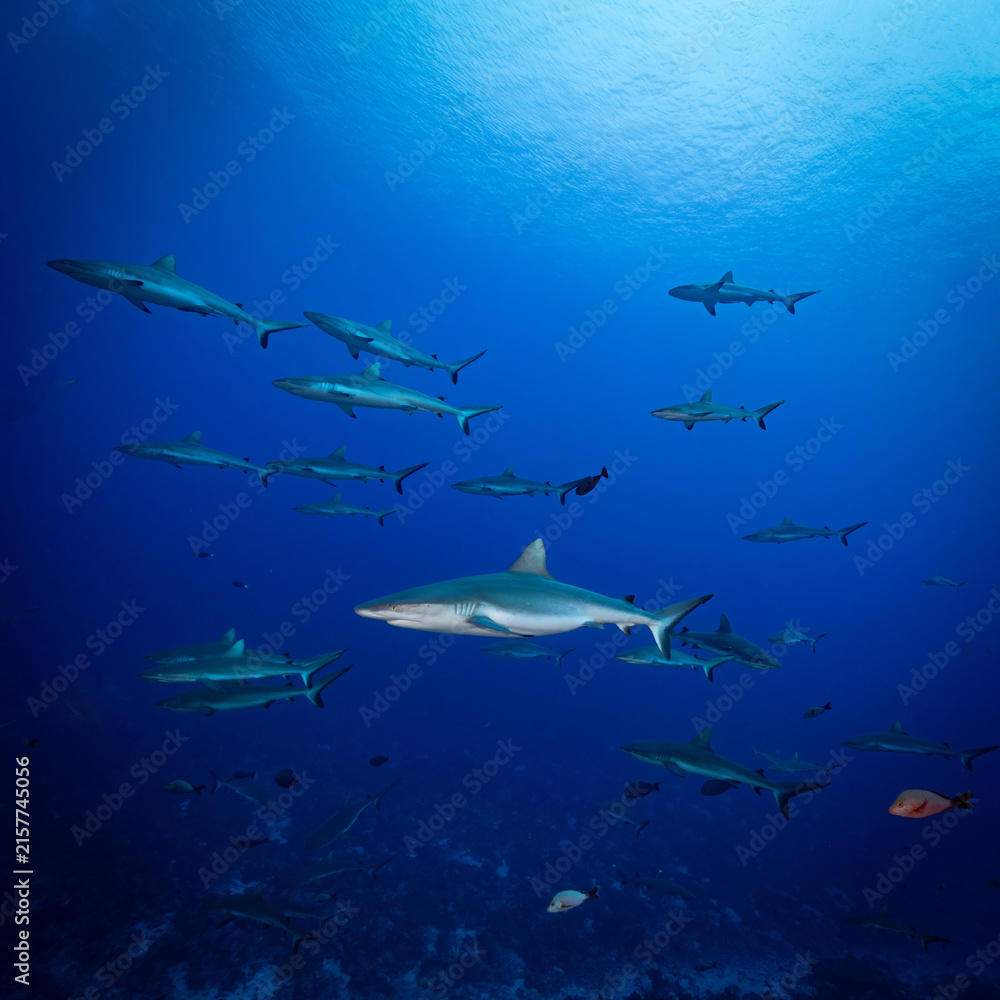 Obraz premium School of sharks swimming in blue ocean