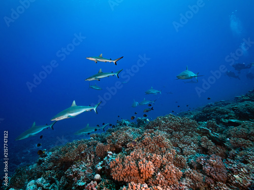 Sharks swimming above coral reef