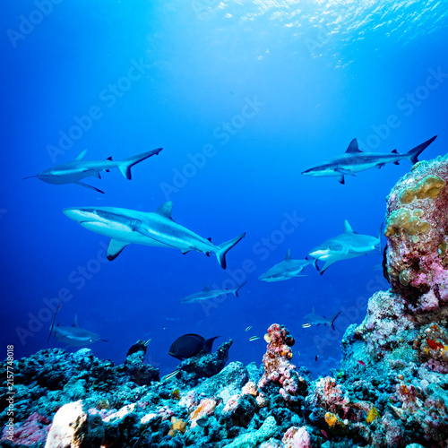 Sharks over coral reef