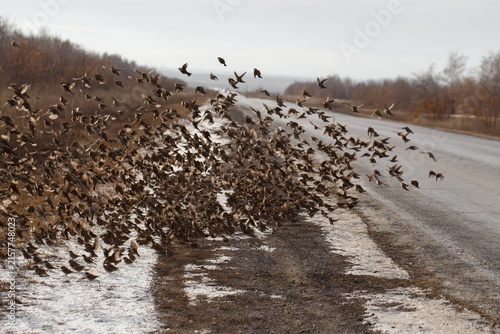 Konstfotografi Large flock of sparrows taking flight from roadside in late winter, wildlife roa