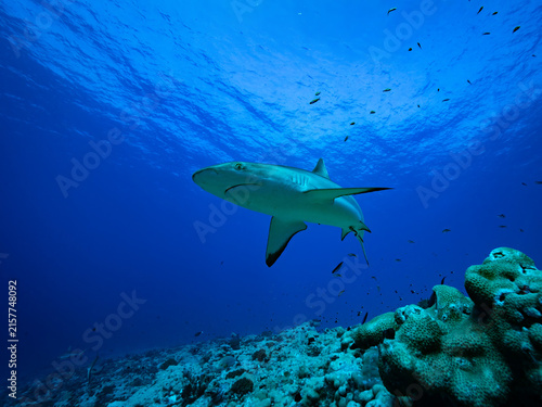 Shark swimming over coral reef