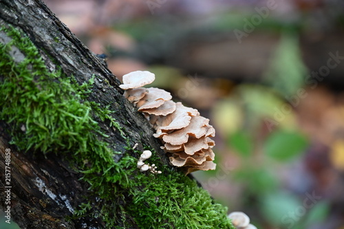 Konstfotografi Zwergknäueling