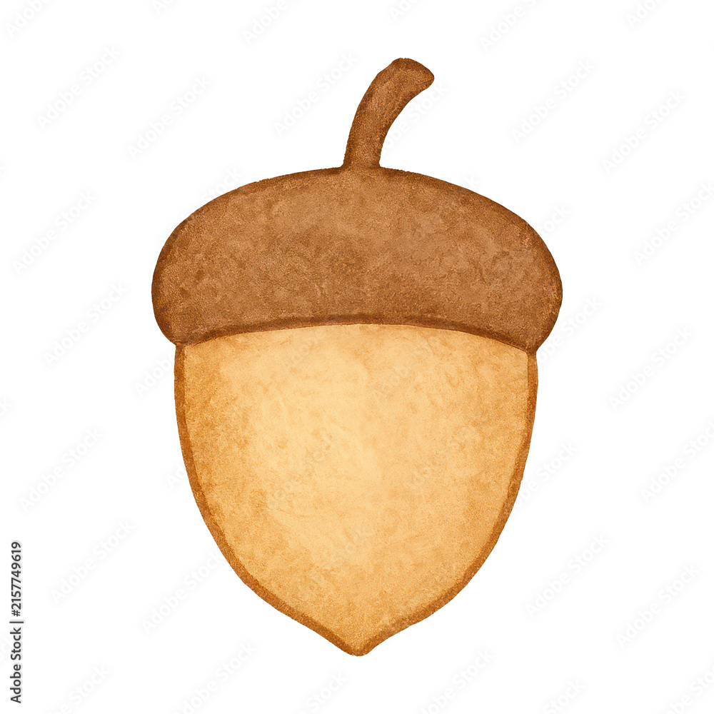 Fototapeta premium PNG Watercolor acorn illustration for autumn.