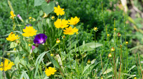 A vibrant spring garden scene featuring bright yellow wildflowers, closed green buds, and a single purple morning glory blooming among lush green foliage