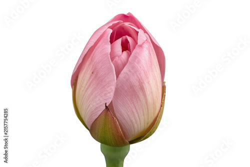 Closed pink tulip flower bud isolated