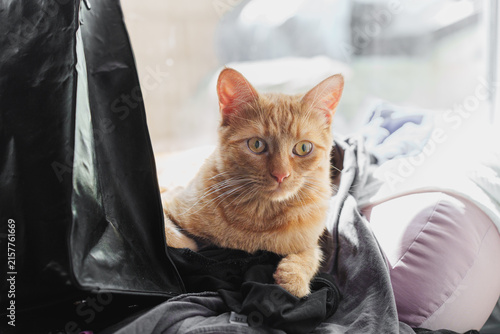 Close up of curious ginger cat resting on a pile of clothes beside black shopping bags on a radiator near a window.