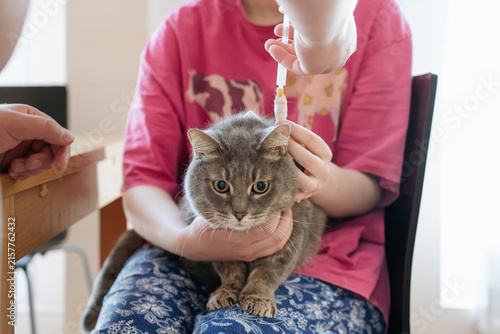 Pet owners restraining a gray cat while administering liquid medication through an esophagostomy tube at home. Cat tube medication