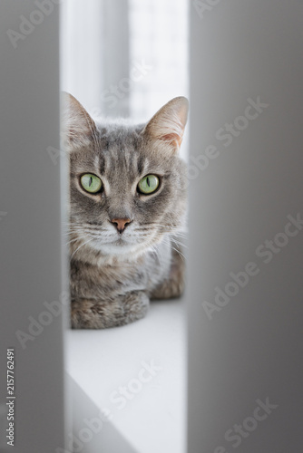 Alert gray tabby cat with green eyes looking at the camera from a bright windowsill at home.