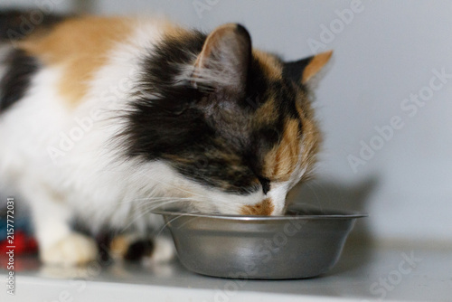 Принти на полотні Beautiful cat eating on a metal bowl