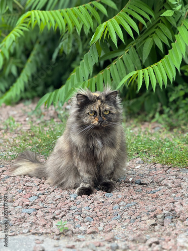Canvas Print Fluffy long-haired tortoiseshell cat sitting on a gravel path outdoors under lush green leaves with a blurred background