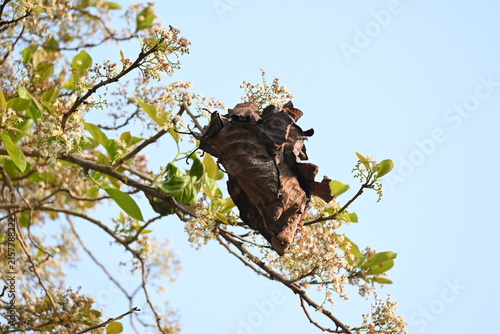 Weaver ants make nests from leaves. Worker ants build the nest by weaving leaves together using larval silk. Weaver ant nests are useful for herbal medicine. Ants nest made of dry leaves.