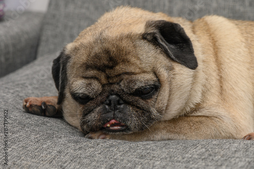 Konstfotografi Relaxing pug resting comfortably on a cozy gray couch during a quiet afternoon a